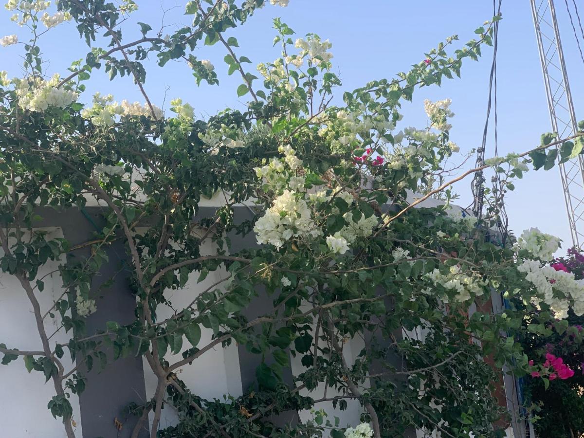Villa Olivia, Yasmine Hammamet, Bouficha Bagian luar foto